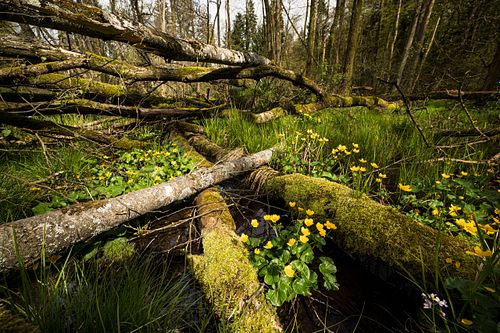 Naturwald Dägimoos