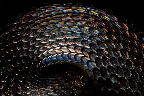 Vipera berus - European common Adder