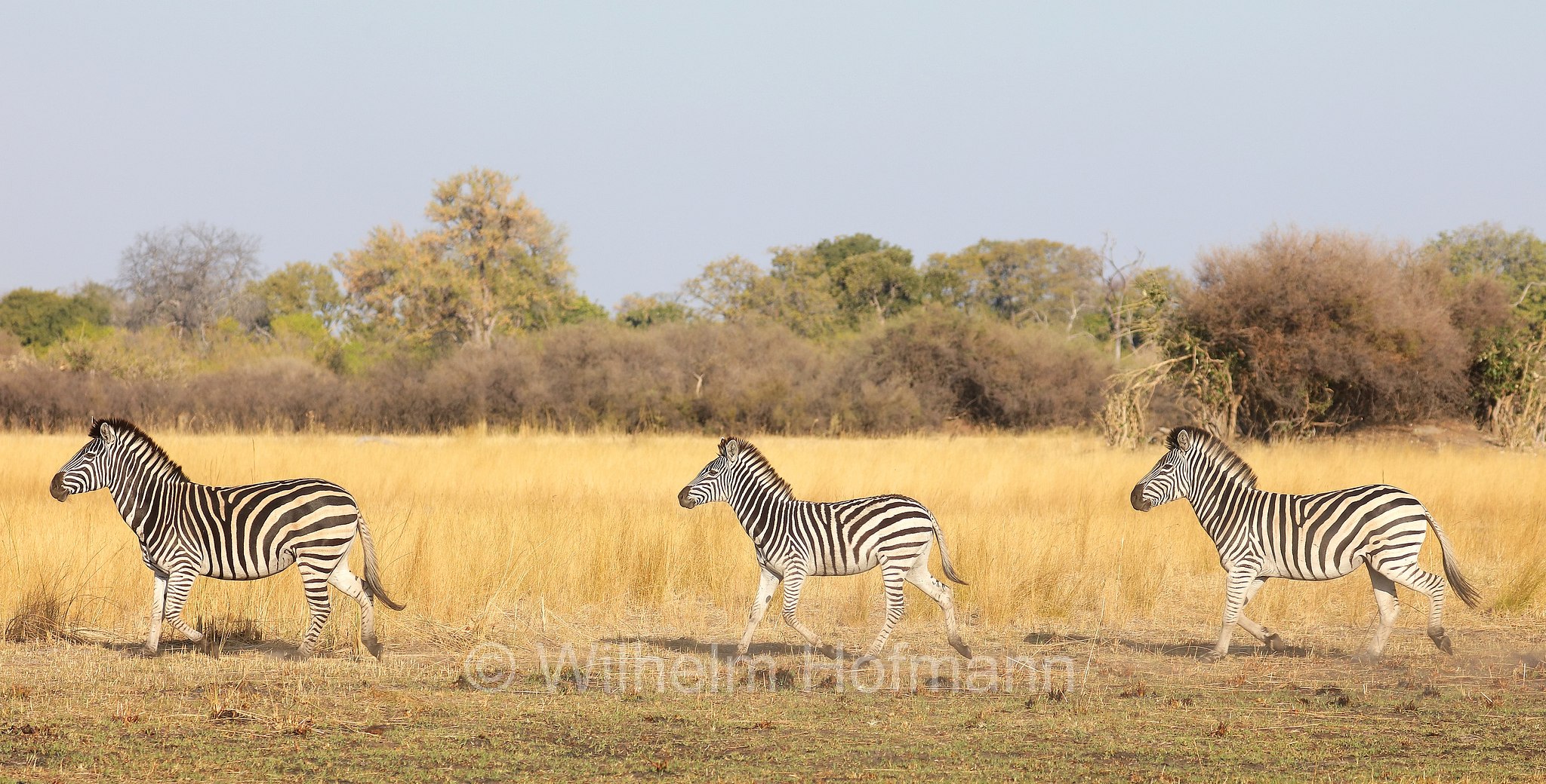 plains zebra, Steppenzebra, zebra di pianura, equus quagga, Moremi Game Reserve, Moremi-Wildreservat, Okavango Delta, Okavango Grassland, Botswana, Republik Botsuana