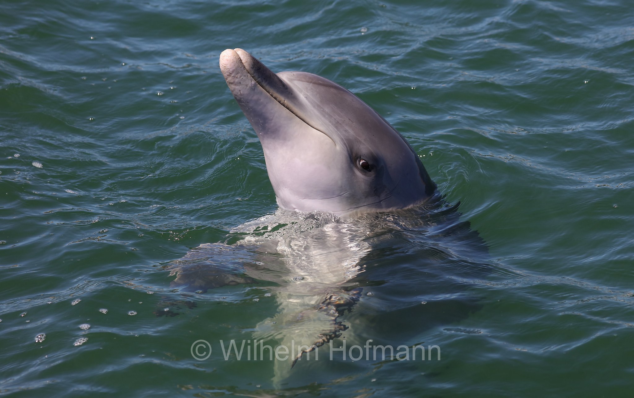 common bottlenose dolphin, Atlantic bottlenose dolphin, Großer Tümmler, Gewöhnlicher Großer Tümmler, tursìope comune, Tursiops truncatus, Whyalla Marina, Eyre Peninsula, Eyre-Halbinsel, Penisola di Eyre, South Australia, Südaustralien, Australia Meridionale, Australia, Australien