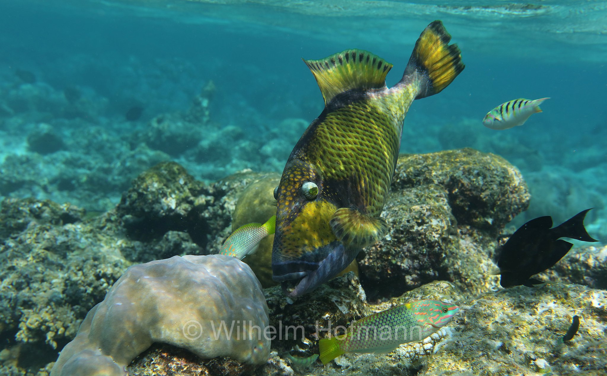 titan triggerfish, giant triggerfish, moustache triggerfish, Riesen-Drückerfisch, Titan-Drückerfisch, pesce balestra titano, Balistoides viridescens, Malediven, Maldives, Maledive, fihalhohi island resort