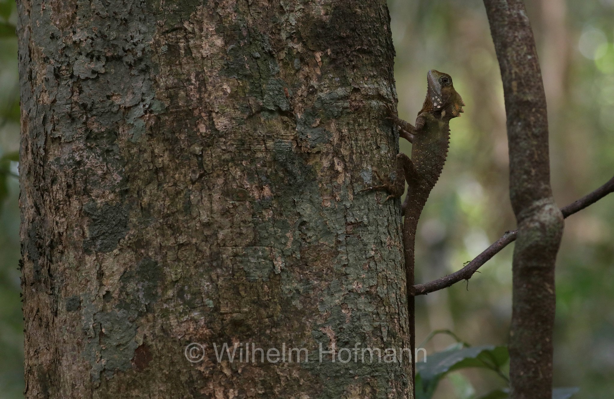 Lophosaurus boydii, Boyd's forest dragon, Boyds Winkelkopfagame, Boyds Walddrache, drago della foresta di Boyd, Malanda Falls Park, Queensland, Australia, Australien
