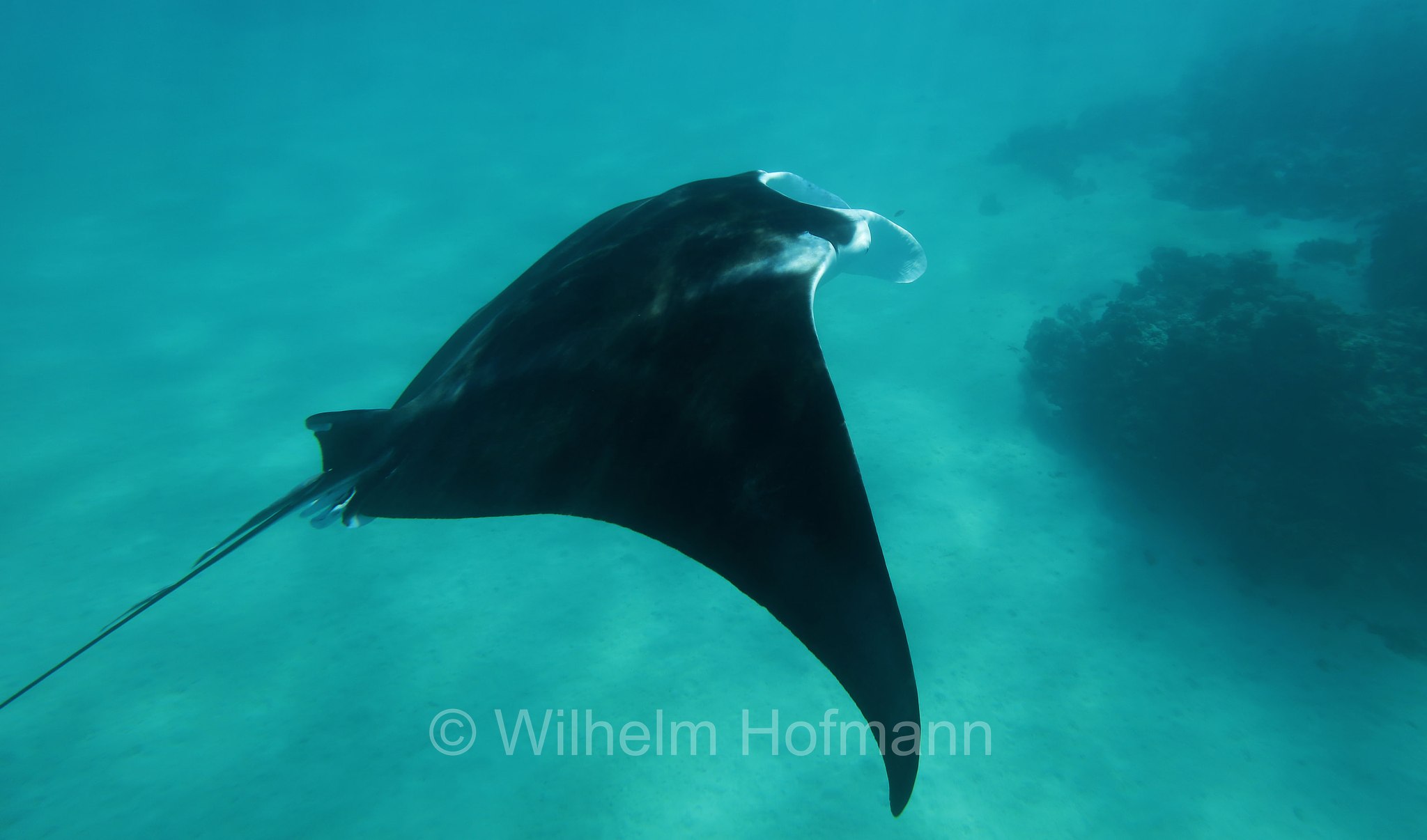 reef manta ray, Riffmanta, manta della barriera corallina, Mobula alfredi, Manta alfredi, Ningaloo Coast, Ningaloo Marine Park, Ningaloo Commonwealth Marine Reserve, Costa di Ningaloo, Western Australia, Westaustralien, Australia Occidentale, Australia, Australien