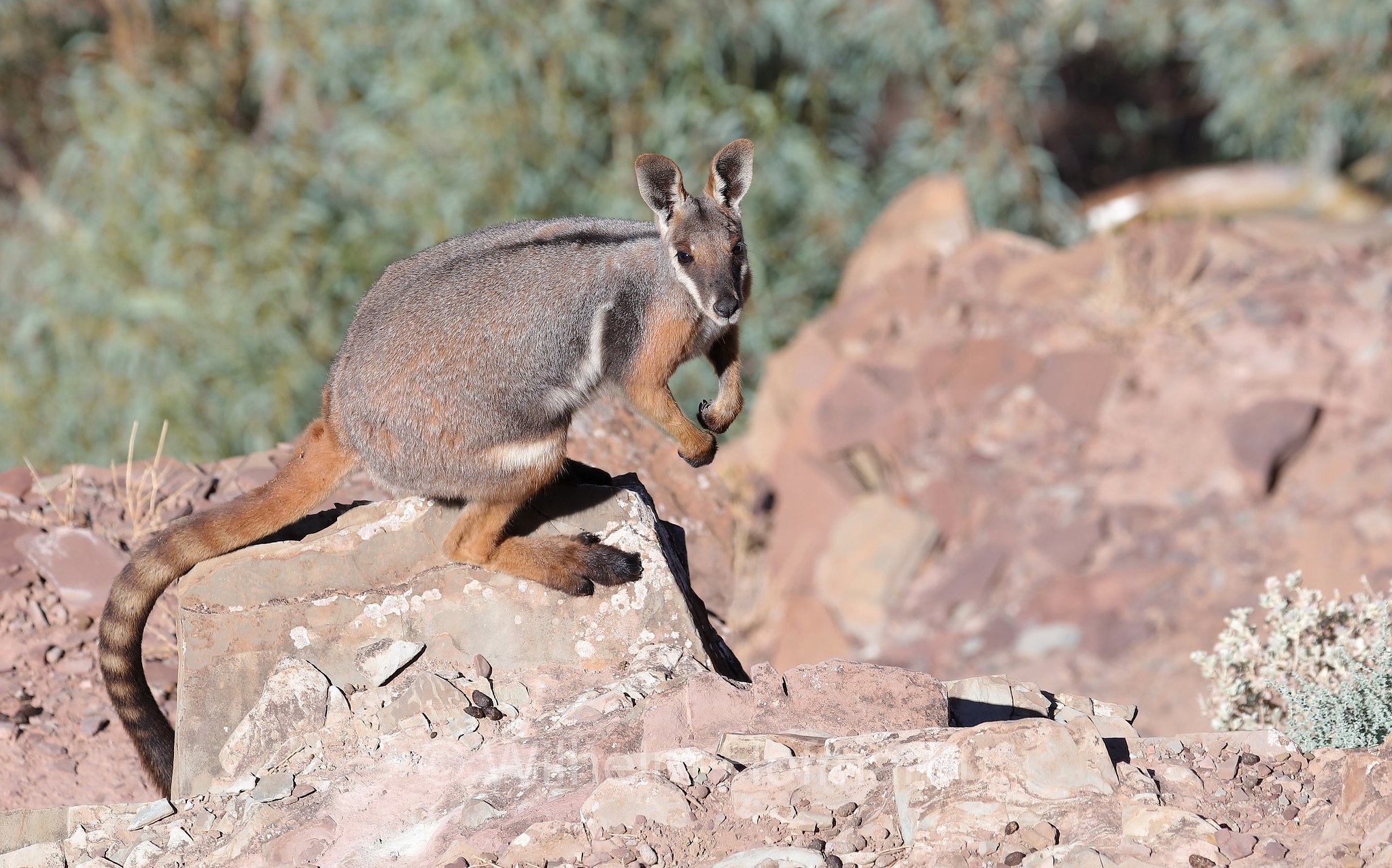 yellow-footed rock-wallaby, ring-tailed rock-wallaby, Gelbfuß-Felskänguru, wallaby delle rocce dai piedi gialli, Petrogale xanthopus, Brachina Gorge, Ikara–Flinders Ranges National Park, Ikara-Flinderskette-Nationalpark, parco nazionale Monti Flinders, South Australia, Südaustralien, Australia Meridionale, Australia, Australien