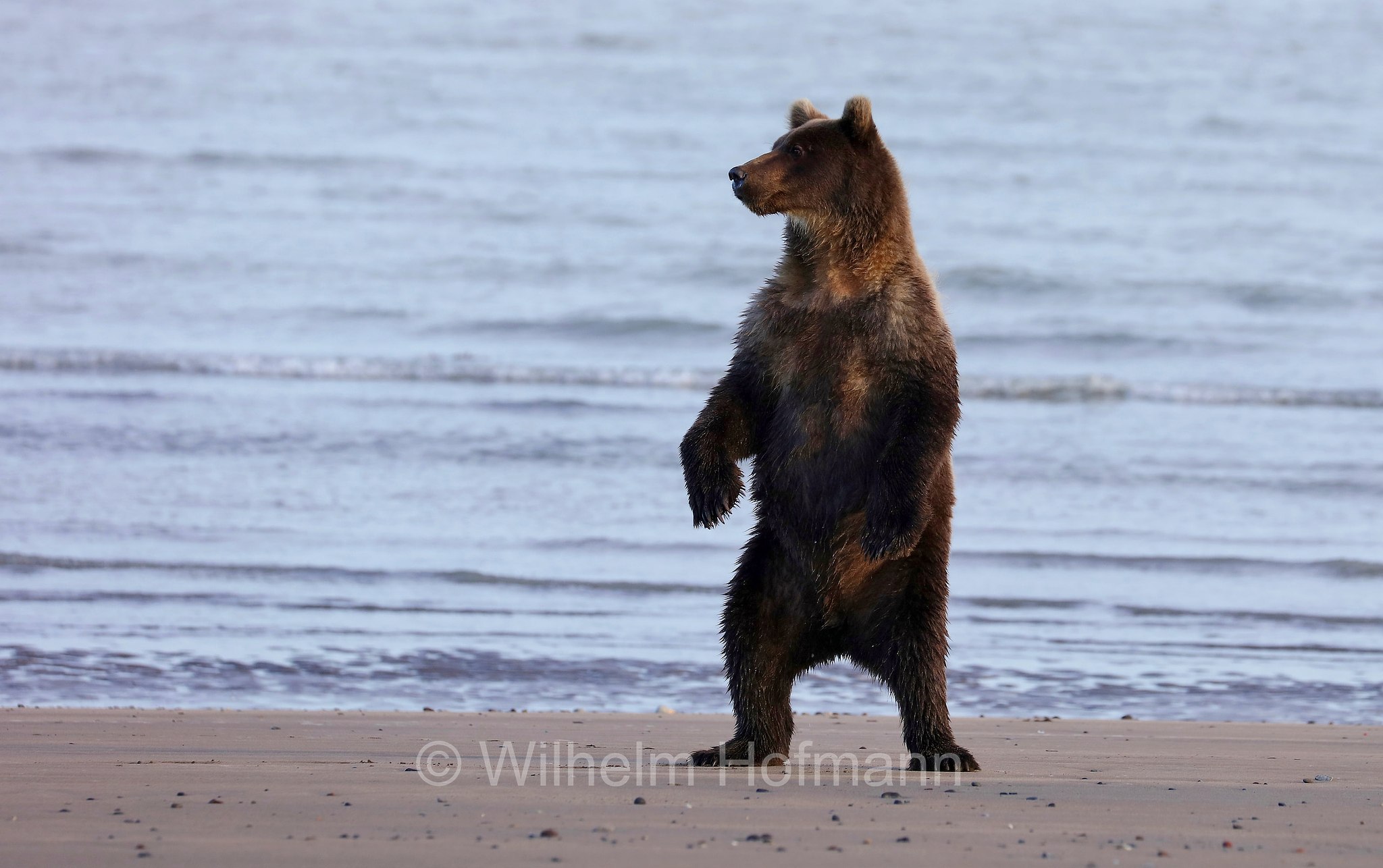 Ursus arctos gyas, Alaska Peninsula brown bear, peninsular grizzly, Alaska-Halbinsel-Braunbär, Alaska-Küstenbraunbär, Alaska-Braunbär, Großer Alaska-Braunbär, orso bruno della penisola dell'Alaska, grizzly peninsulare, grizzly costiero, grizzly gigante, Silver Salmon Creek, Lake Clark National Park, Lake Clark National Park and Preserve, Lake-Clark-Nationalpark, Parco nazionale e riserva di Lake Clark, Alaska, USA