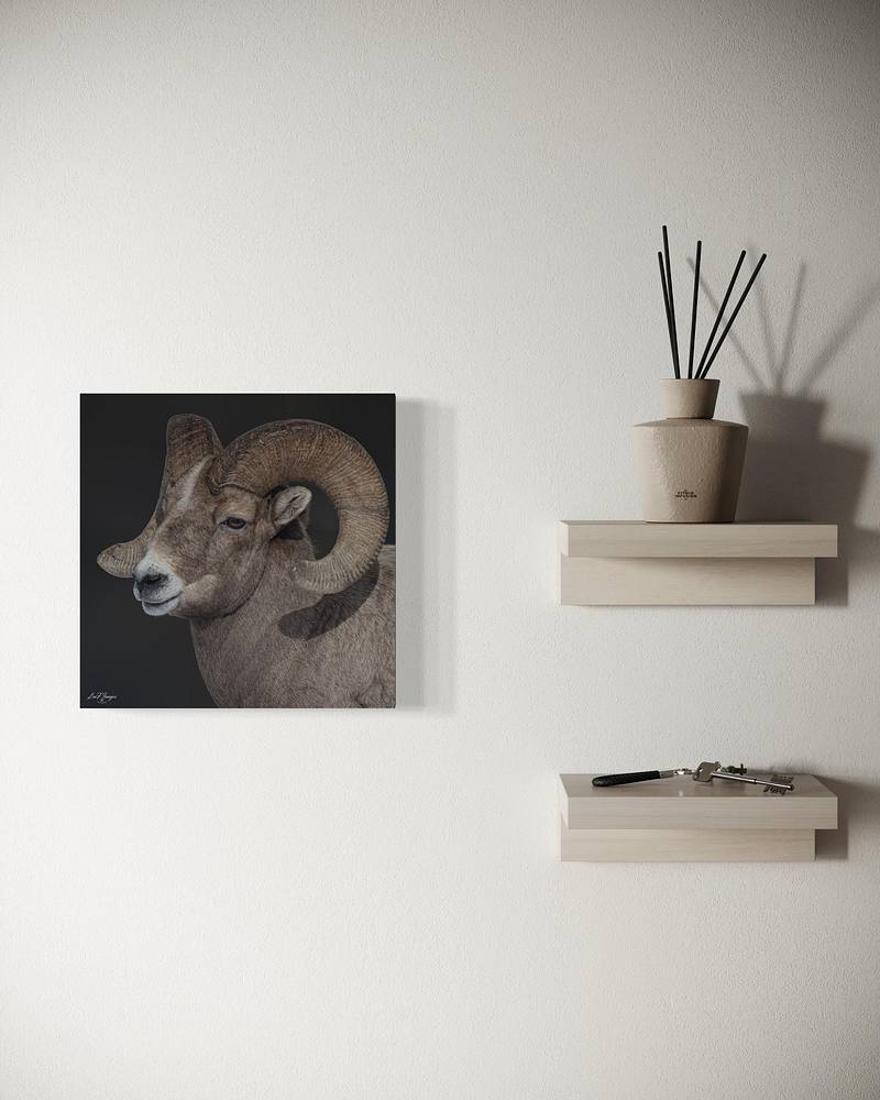 Ram's Head (Bighorn Sheep)