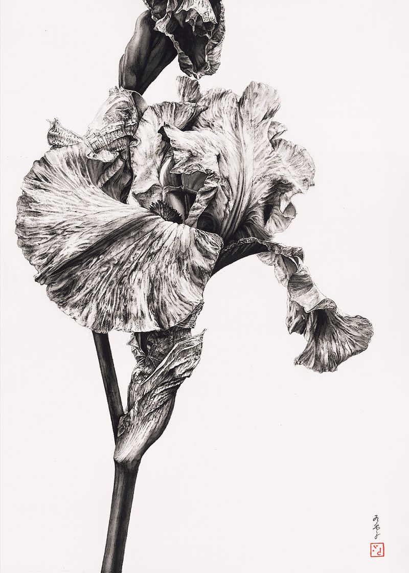 Irises