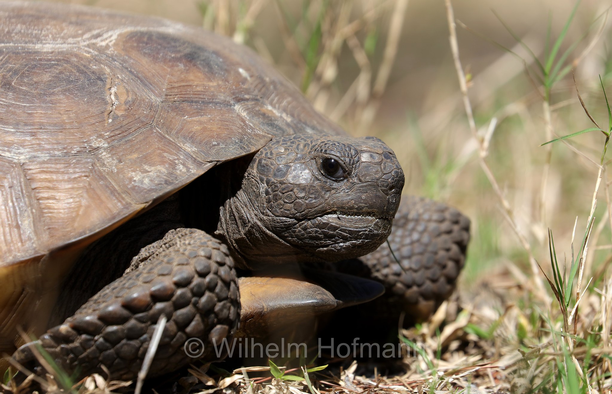 Gopherus polyphemus, gopher tortoise, Georgia-Gopherschildkröte, Florida-Gopherschildkröte, tartaruga gopher, testuggine gopher, Key Vista Nature Park, Florida, USA