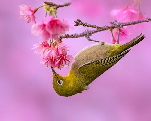 Japanese white-eye and sakura