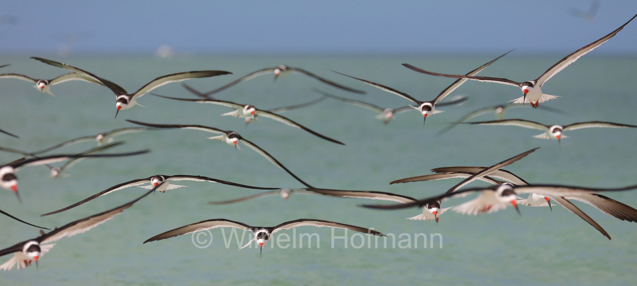 Rynchops niger niger, black skimmer, Amerikascherenschnabel, Amerikanischer Scherenschnabel, Schwarzmantel-Scherenschnabel, becco a cesoia americano, becco a forbice americano, Lovers Key Beach, Lovers Key State Park, Florida, USA