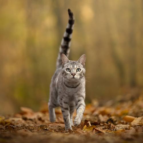 HERFST