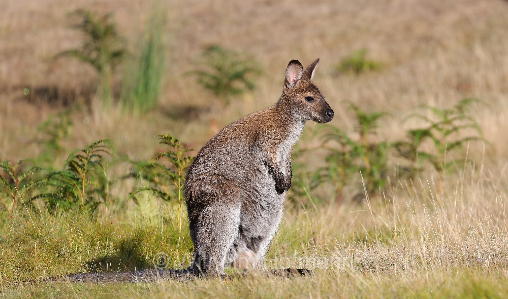 red-necked wallaby, Bennett's wallaby, Rotnackenwallaby, Bennett-Wallaby, Bennett-Känguru, wallaby dal collo rosso, wallaby di Bennet, Notamacropus rufogriseus, Narawntapu National Park, Narawntapu-Nationalpark, parco nazionale Narawntapu, Tasmania, Tasmanien, Australia, Austalien