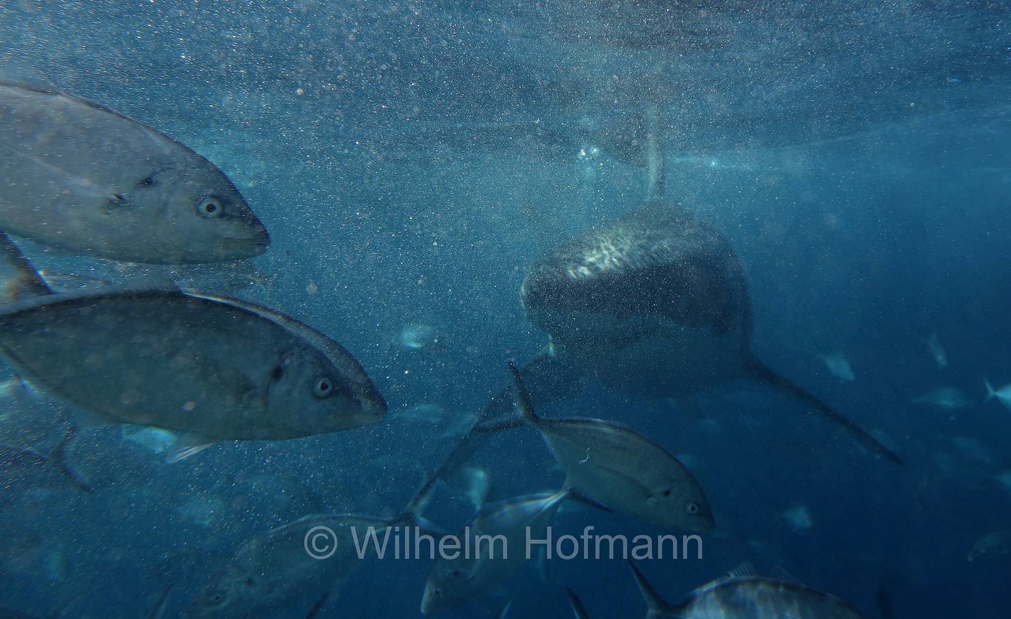 great white shark, great white, white shark, white pointer, Weißer Hai, Weißhai, Menschenhai, grande squalo bianco, carcarodonte, squalo bianco, Carcharodon carcharias, Neptune Islands, South Australia, Südaustralien, Australia Meridionale, Australia, Australien