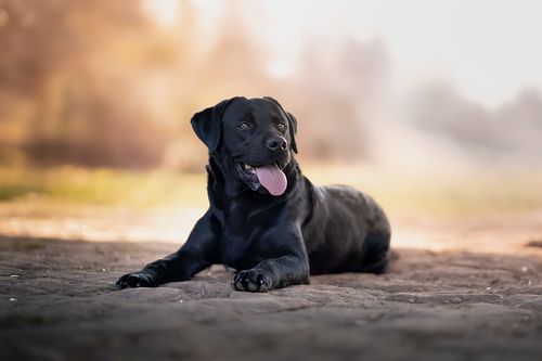 Tierfotografie
