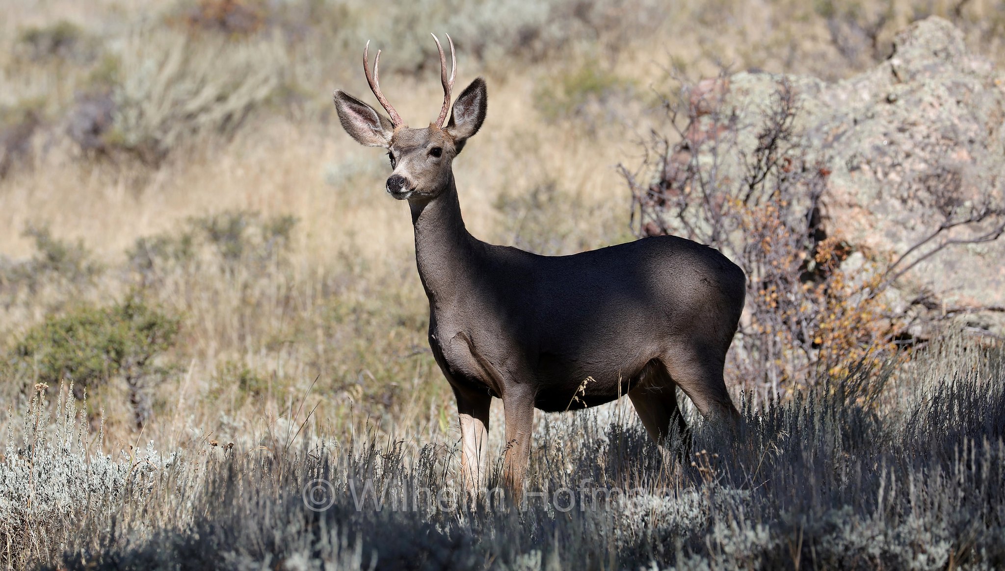 Odocoileus hemionus hemionus, Rocky Mountain Mule Deer, Rocky-Mountain-Maultierhirsch, cervo mulo delle Rocciose, ﻿﻿Beaver Meadows, Rocky Mountain National Park, ﻿Rocky-Mountain-Nationalpark, parco nazionale delle Montagne Rocciose, Colorado, USA