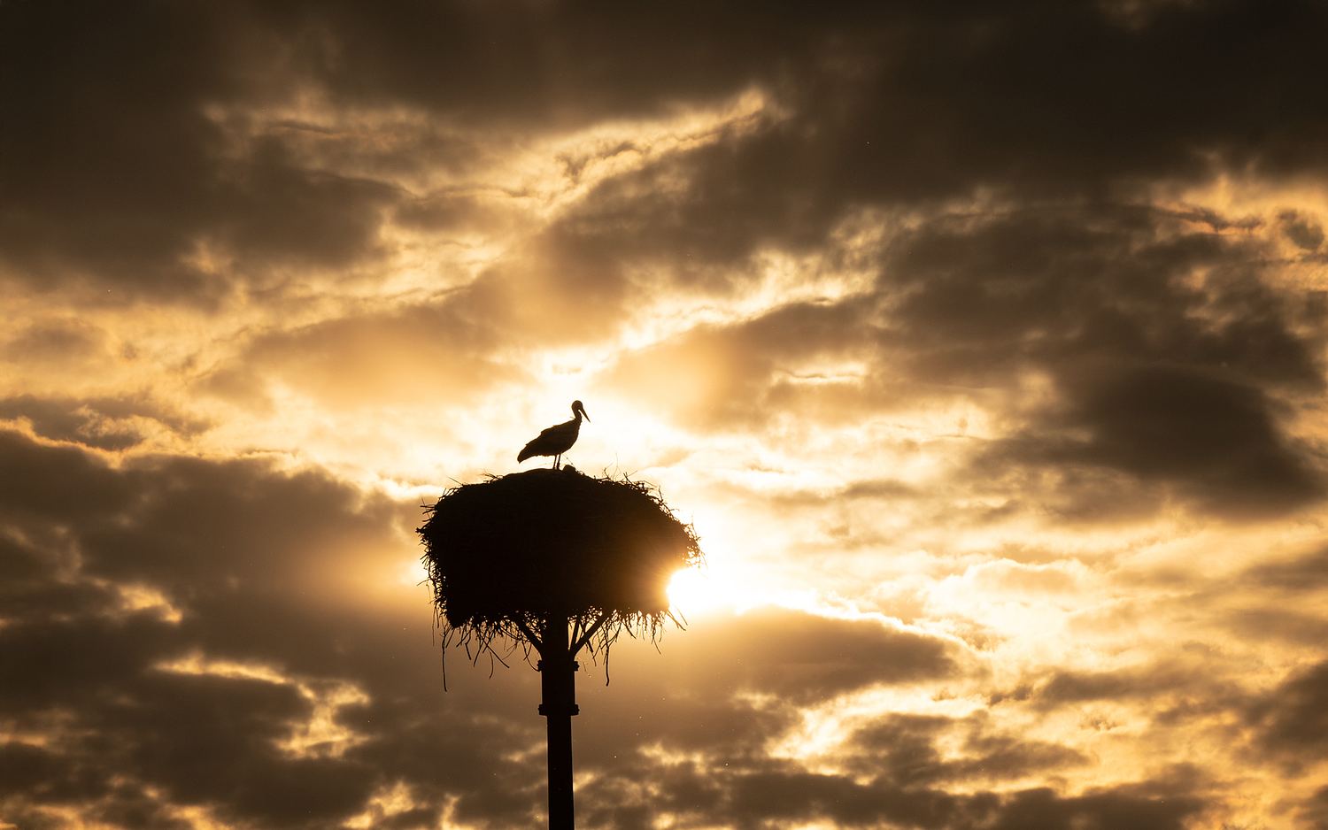 Diana Schmies - Wildlife Photographer