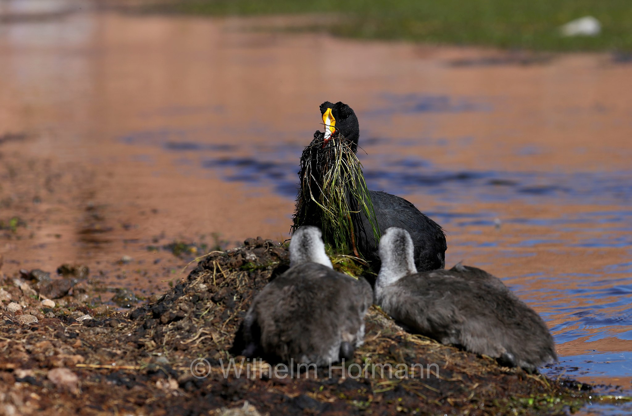 giant coot, Riesenblässhuhn, folaga gigante, Fulica gigantea, Atacama Desert, Atacama-Wüste, deserto di Atacama, Chile, Cile