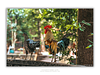 COLLECTION - GIANTS OF THE LAND HORIZONTAL - "He Knows" - LIMITED EDITION 10 of 10