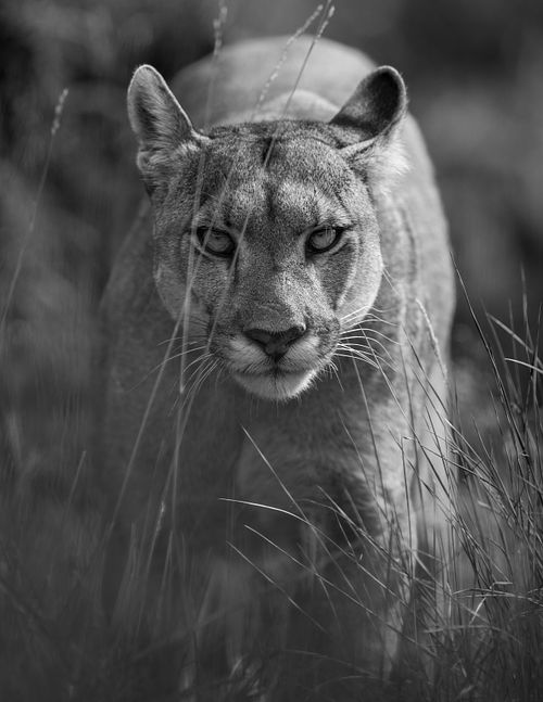 Puma, Patagonia