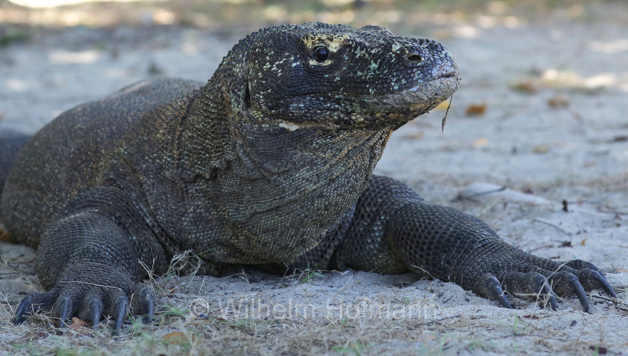Komodo dragon, Komodo monitor, Komodowaran, Komododrache, varano di Komodo, drago di Komodo, Varanus komodoensis, Komodo Island, Komodo, Lesser Sunda Islands, Kleine Sundainseln, Piccole Isole della Sonda, Nusa Tenggara Islands, Kepulauan Nusa Tenggara, Indonesia, Indonesien