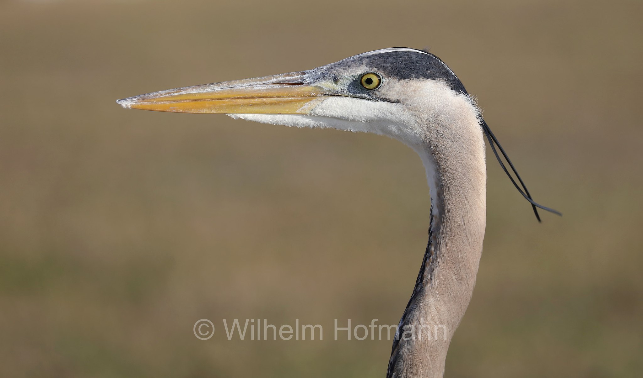 Ardea herodias occidentalis, great blue heron, Kanadareiher, airone azzurro maggiore, John's Pass Marina, Treasure Island, Florida, USA