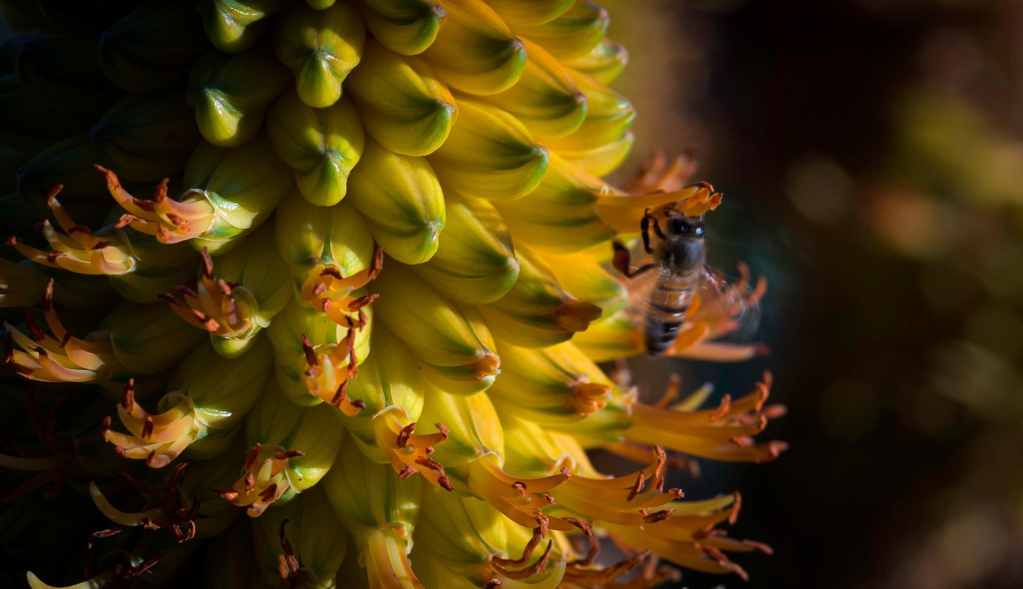 Honey Bee Exploring Succulent Blossoms - Santa Barbara, Californ