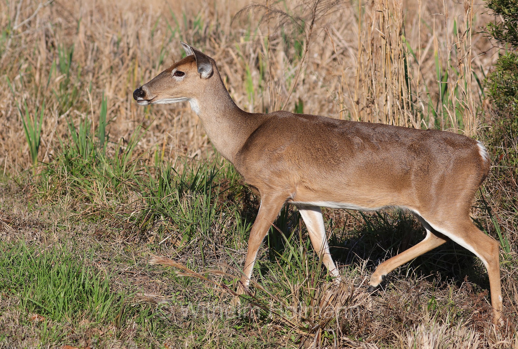 Odocoileus virginianus, white-tailed deer, whitetail, Virginia deer, Weißwedelhirsch, cervo dalla coda bianca, cervo della Virginia, Kissimmee Prairie Preserve State Park, Florida, USA
