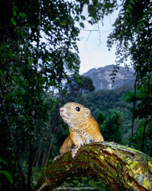 Callosciurus orestes – Borneo-Schwarzbindenhörnchen