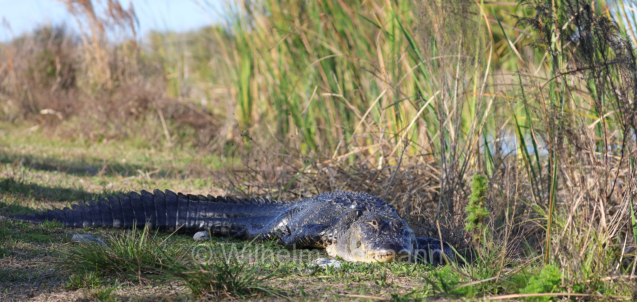 Alligator mississippiensis, American alligator, common alligator, gator, Mississippi-Alligator, Hechtalligator, alligatore del Mississippi, Sevenmile Slough, Double Trailhead, Kissimmee Prairie Preserve State Park, Florida, USA