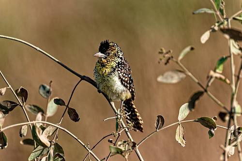 Oiseaux du Kenya