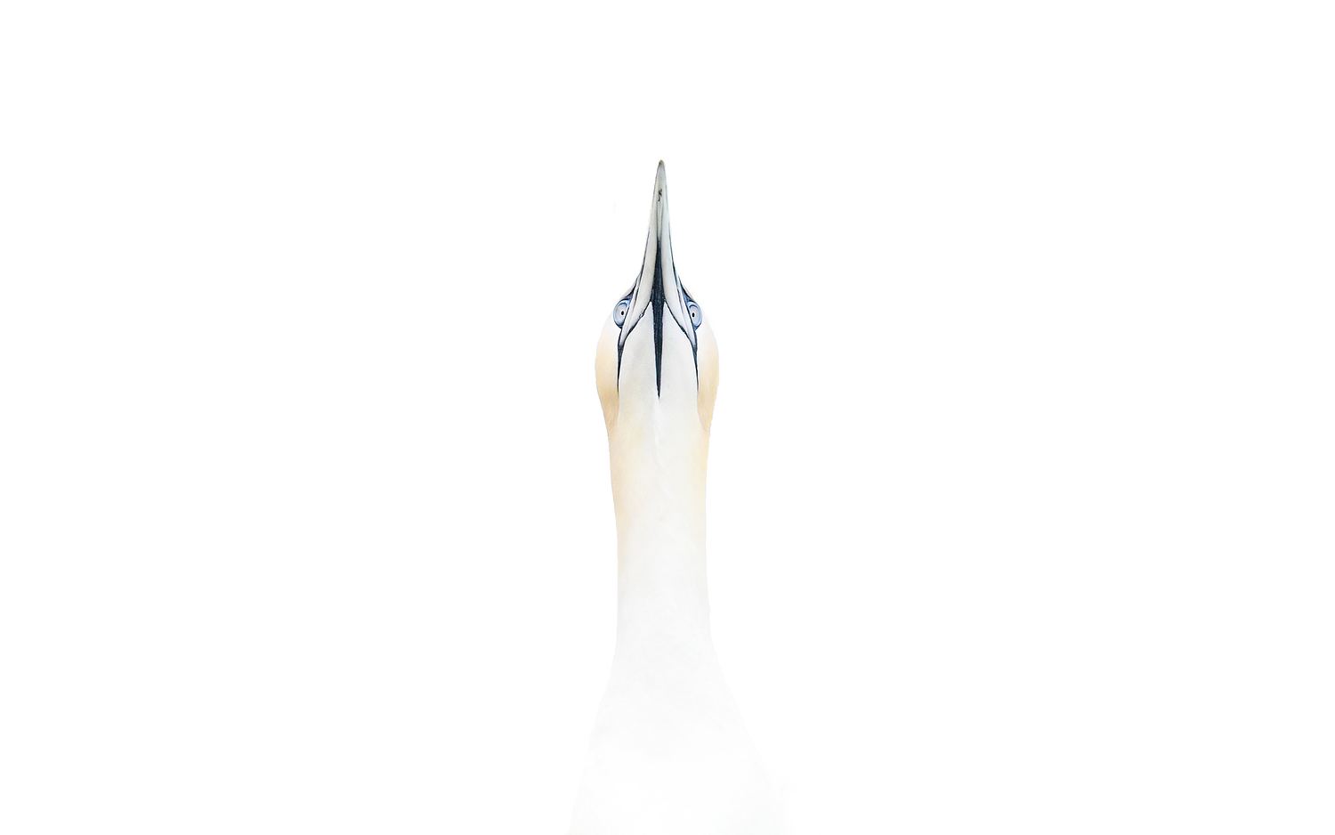Straight-on, high-key close-up of a Northern Gannet with striking blue eyes and a sharp beak pointed upward.