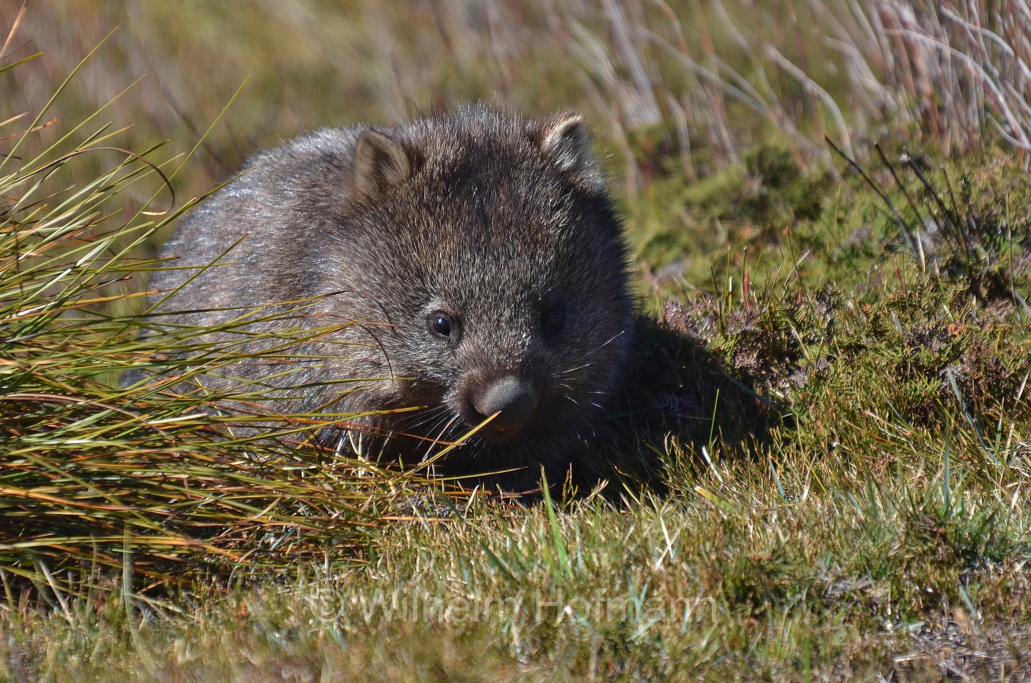 common wombat, bare-nosed wombat, Nacktnasenwombat, vombato comune, vombato dal pelo ruvido, Vombatus ursinus, Ronny Creek, Cradle Mountain National Park, Cradle Mountain-Lake St Clair National Park, Cradle-Mountain-Lake-St.-Clair-Nationalpark, Parco nazionale del monte Cradle-lago St Clair, Tasmania, Tasmanien, Australia, Australien
