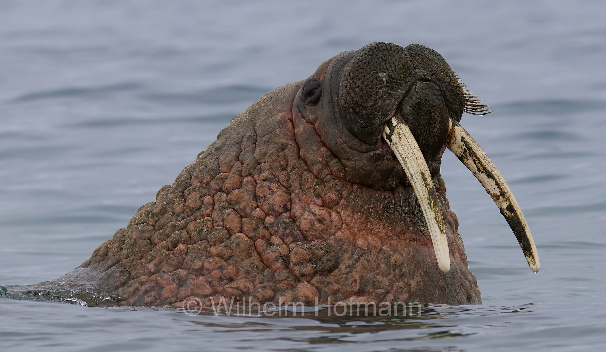 Odobenus rosmarus rosmarus, Atlantic walrus, Atlantisches Walross, tricheco dell'Atlantico, Forlandet National Park, Forlandet-Nationalpark, parco nazionale Forlandet, Prins Karls Forland, Prinz-Karl-Vorland, Svalbard, Spitzbergen, Norway, Norwegen, Norvegia