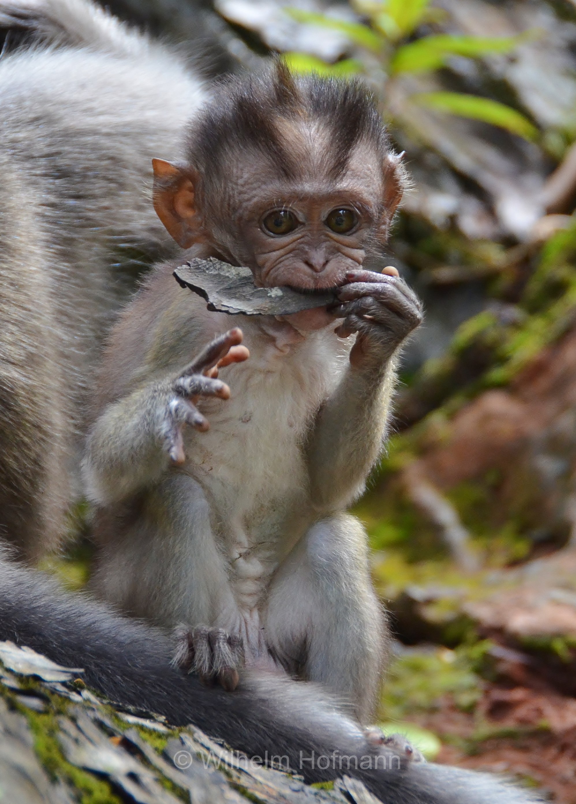 crab-eating macaque, long-tailed macaque, cynomolgus monkey, Javaneraffe, Langschwanzmakak, Krabbenesser, macaco cinomolgo, macaco cancrivoro, macaco mangiagranchi, macaco di Buffon, macaco di Giava, Macaca fascicularis, MacRitchie Reservoir Park, Singapore, Singapur