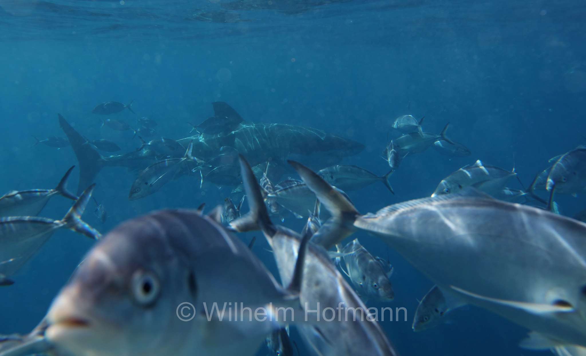 southern bluefin tuna, Südlicher Blauflossen-Thunfisch, tonno australe, tonno rosso australe, tonno rosso del sud, Thunnus maccoyii, Neptune Islands, South Australia, Südaustralien, Australia Meridionale, Australia, Australien