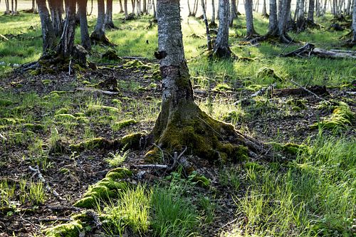 Naturschutzgebiet Fiskumvannet