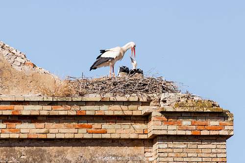 Ciconia ciconia - Weißstorch