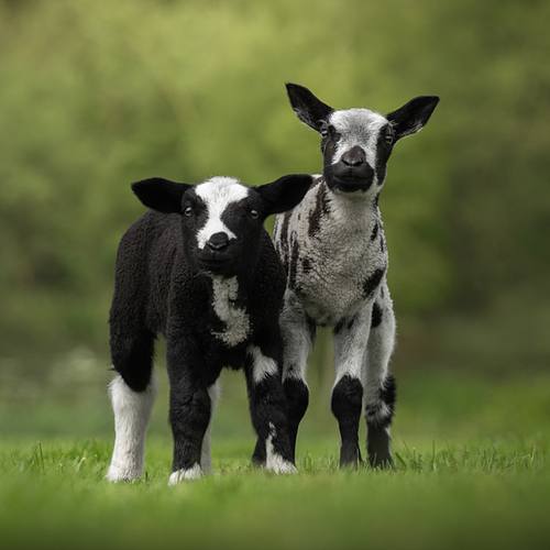 BOERDERIJDIEREN