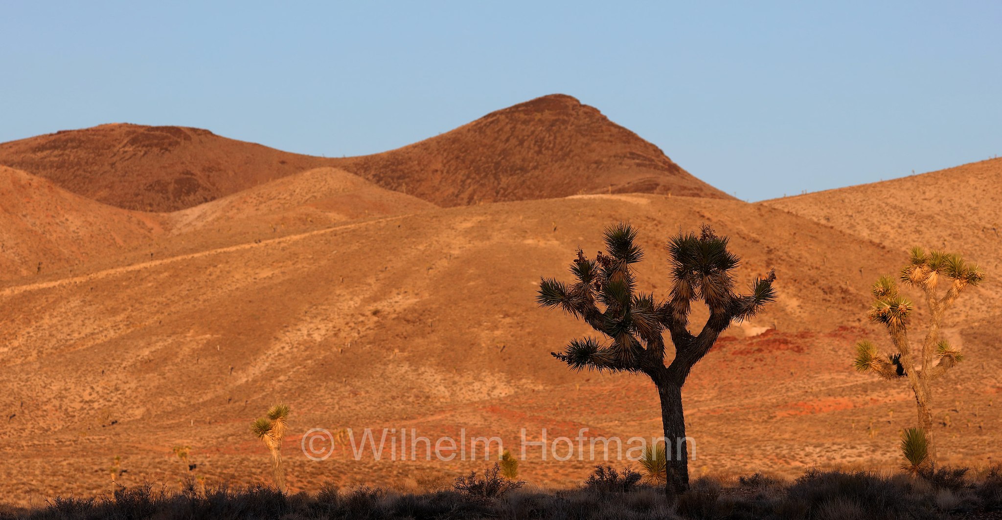 Yucca brevifolia, Joshua tree, yucca palm, tree yucca, or palm tree yucca, Josua-Palmlilie, Josuabaum, albero di Giosuè, Veterans Memorial Highway, Nevada, USA
