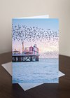 Brighton Starling Murmuration Greeting Cards (6 pack)