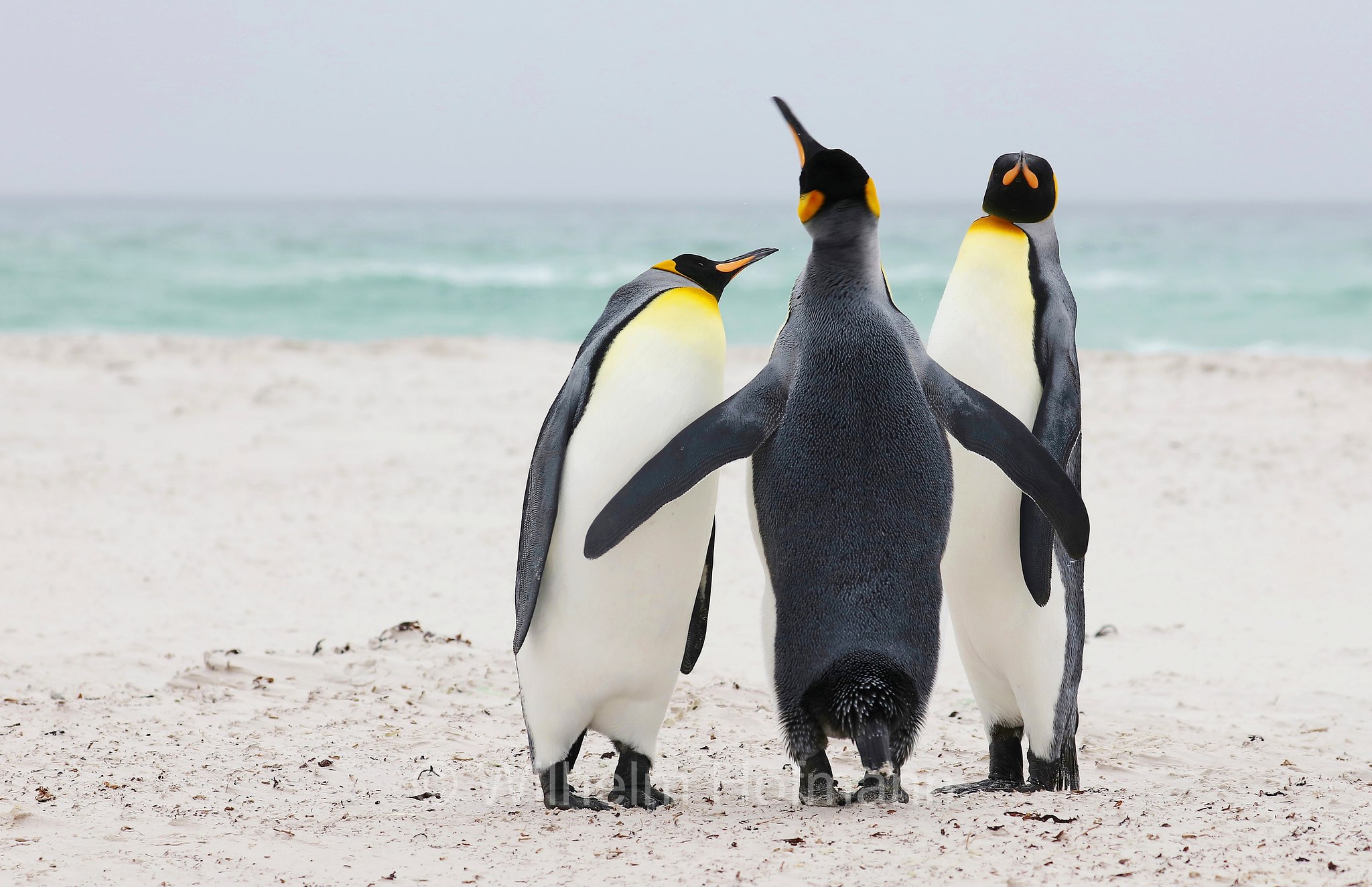 king penguin, Königspinguin, pinguino reale, Aptenodytes patagonicus, Volunteer Point, East Falkland, Ostfalkland, Falkland Orientale, Isla Soledad, Falkland Islands, Falklandinseln, Isole Falkland