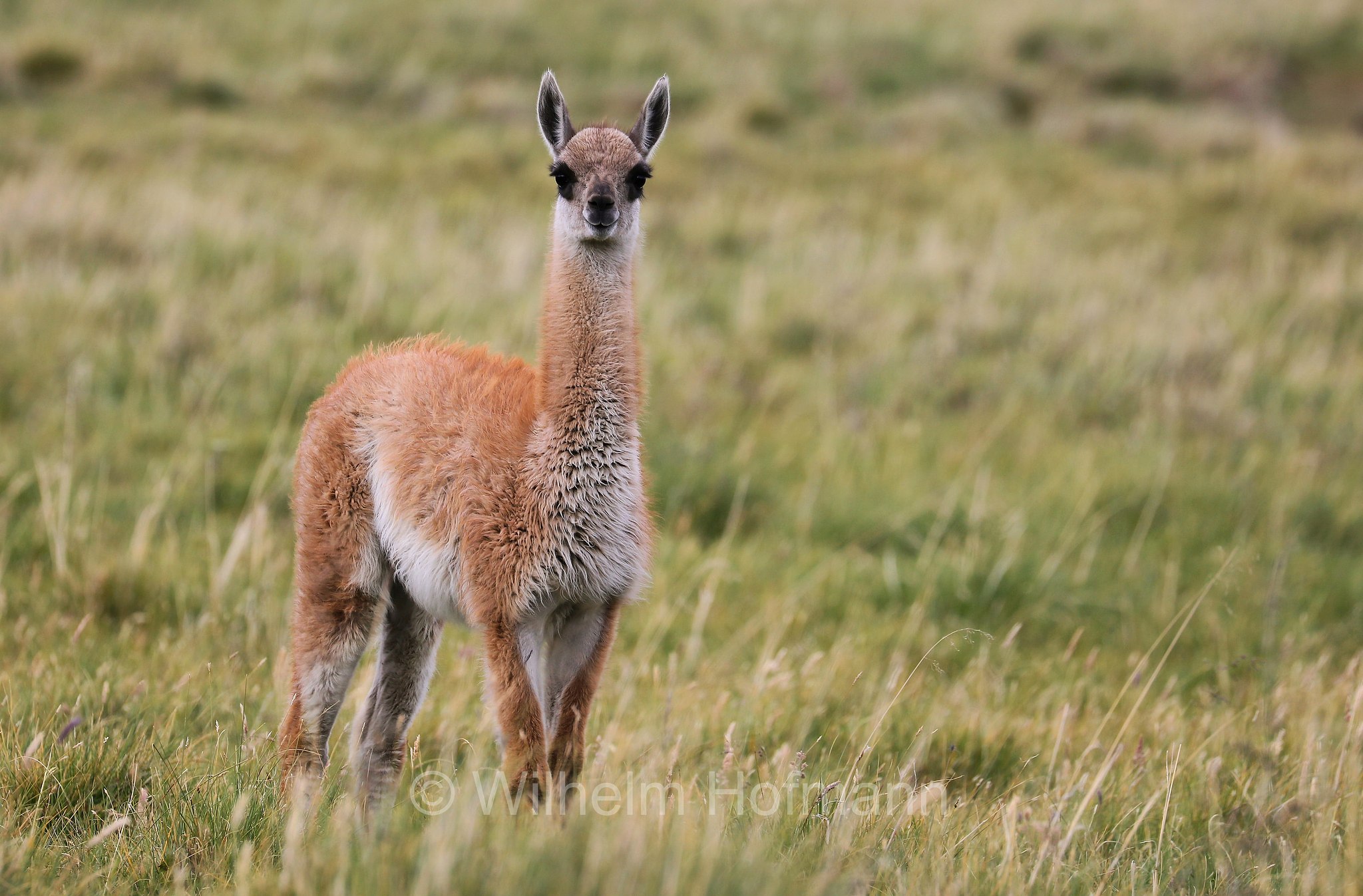 guanaco, Guanako, Huanako, Lama guanicoe, Torres del Paine National Park, Patagonia, Patagonien, Chile, Cile