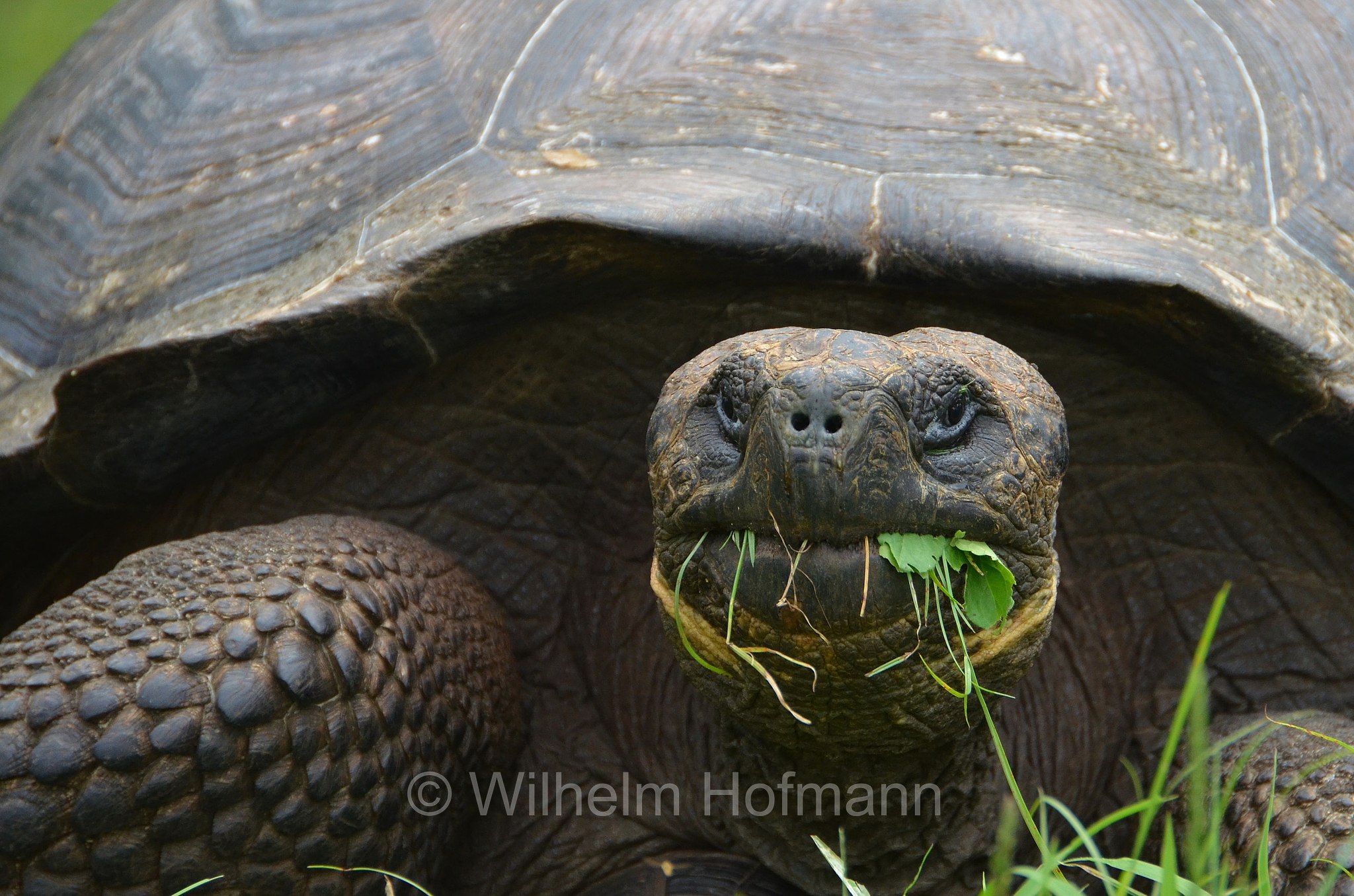 Galápagos tortoise, Galápagos giant tortoise, Galapagos-Riesenschildkröte, tartaruga delle Galapagos, Chelonoidis niger, Santa Cruz, Galapagos, Ecuador