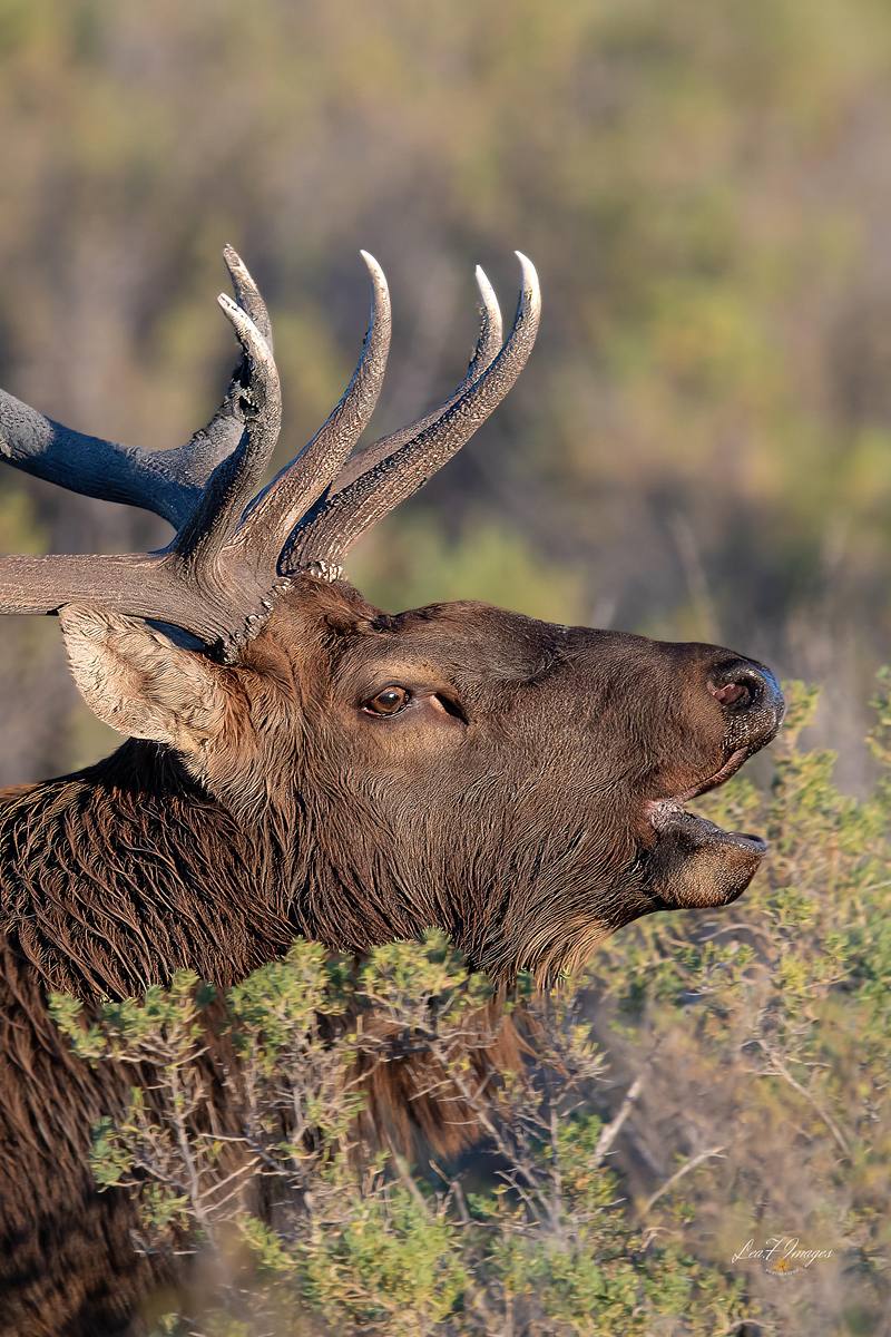 Wake Up Call (Elk)