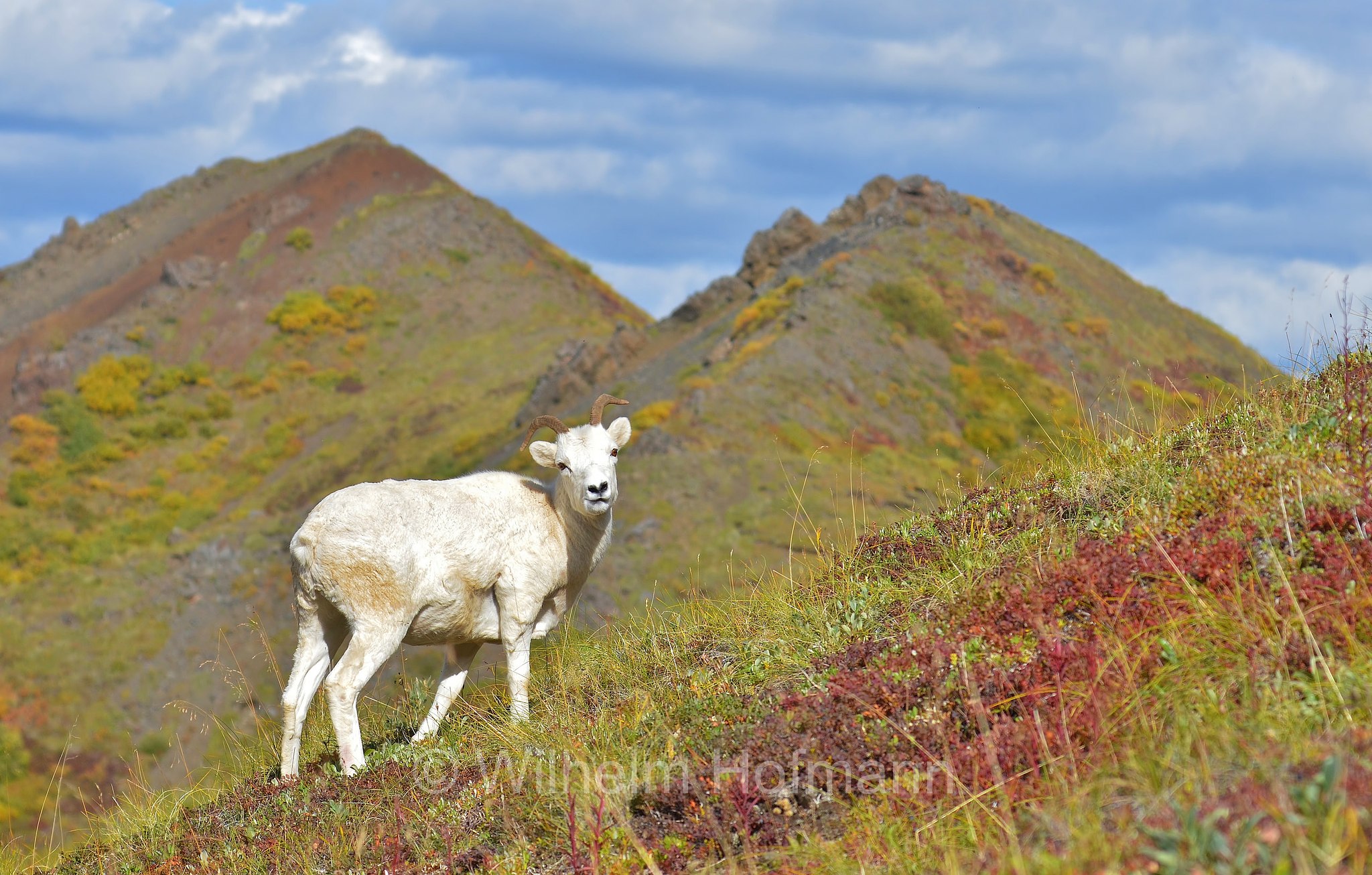 Ovis dalli, Dall sheep, thinhorn sheep, Dall-Schaf, Alaska-Schneeschaf, bighorn bianco, pecora di Dall, ariete di Dall, Sable Mountain, Denali National Park, Denali National Park and Preserve, Denali-Nationalpark, Parco nazionale del Denali, Alaska, USA