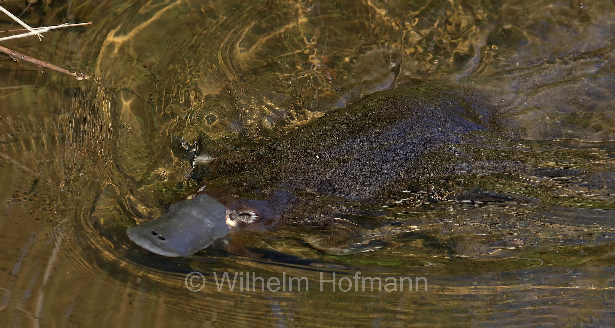 platypus, duck-billed platypus, Schnabeltier, ornitorinco, platipo, Ornithorhynchus anatinus, Tasmanian Arboretum, Tasmania, Tasmanien, Australia, Australien