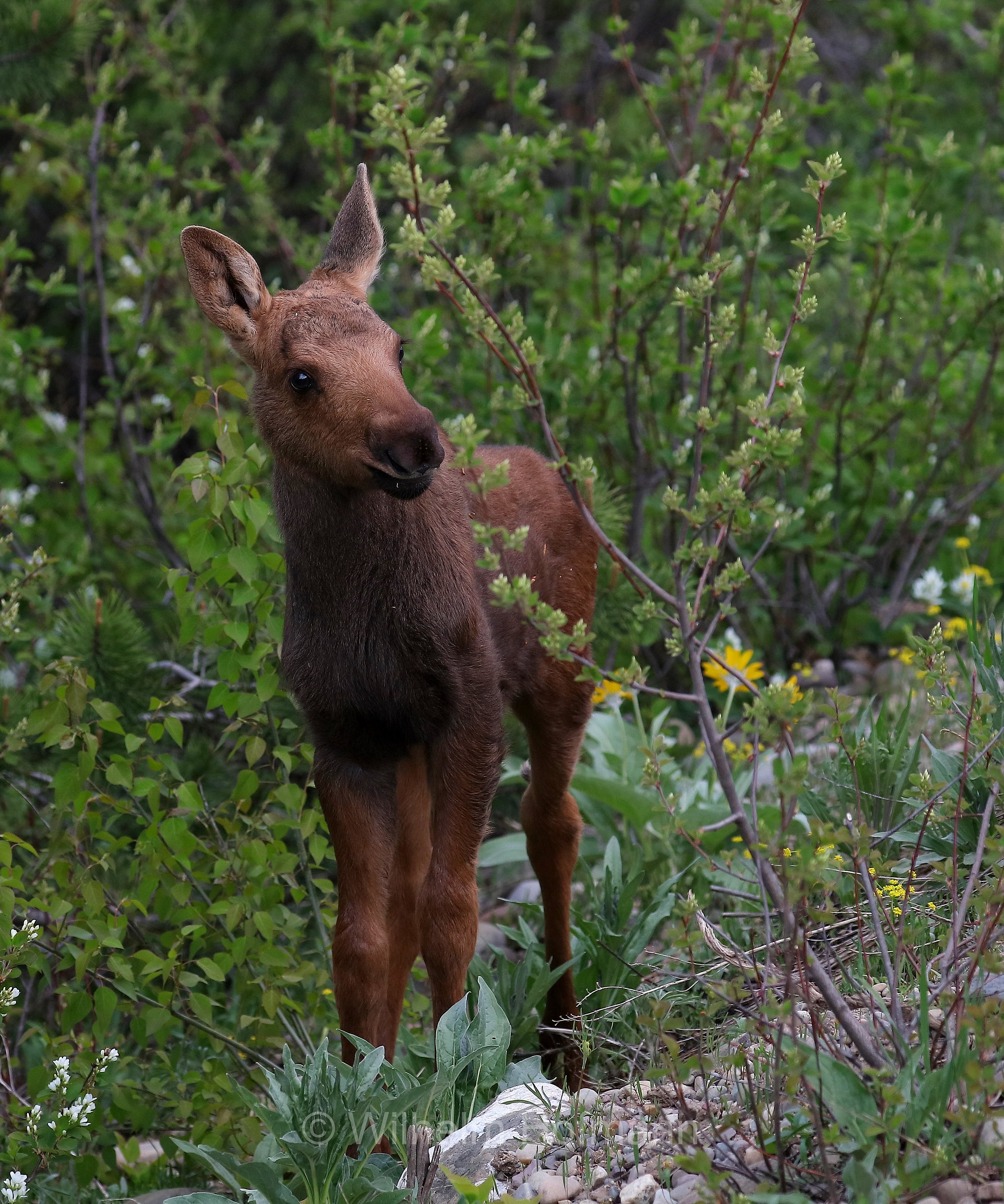 Shiras moose, Wyoming moose, Yellowstone moose, Yellowstone-Elch, Shiraz-Elch, Wyoming-Elch, alce di Shiras, Alces alces shirasi, Taggart Creek, Grand Teton National Park, Grand-Teton-Nationalpark, parco nazionale del Grand Teton, Wyoming, USA