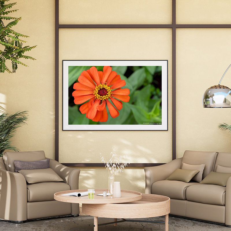 THE ONE - WILDLIFE & NATURE - "Orange Zinnia" - LIMITED EDITION 3 of 5