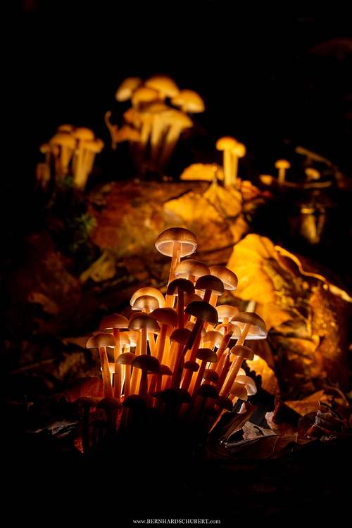 Mycena sp. - bonnet