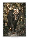 COLLECTION - GIANTS OF THE LAND VERTICAL -  "The Bright One" - LIMITED EDITION 10 of 10